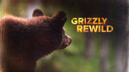 Grizzly Rewild